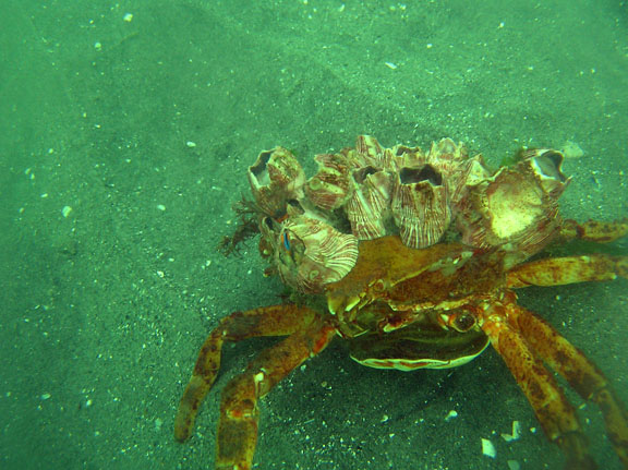 Northern Kelp Crab Pugettia producta. California Barnacles