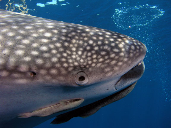 whale shark attack. whale shark free-living