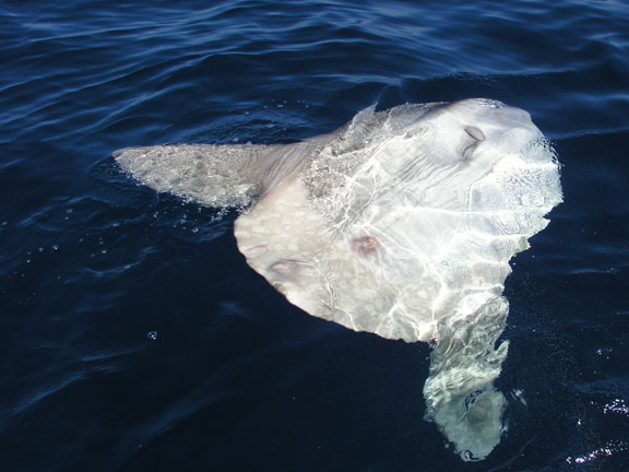 Ocean Sunfish Mola Mola. Ocean Sunfish Mola mola