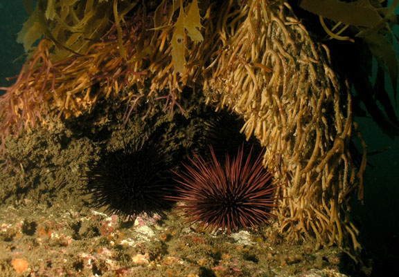 sea-urchins_kelp_peter-brueggeman.jpg