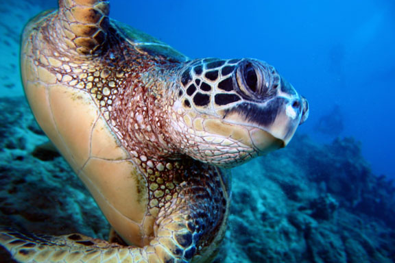sea turtle wallpaper. sea turtles hawaii