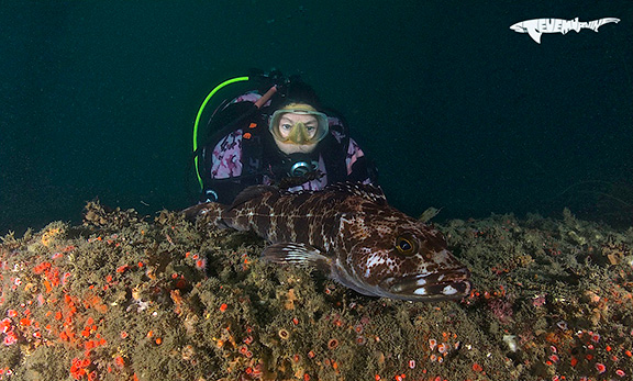 Diver and Lingcod