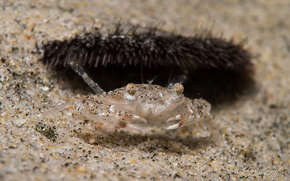 Juvenile Swimming Crab