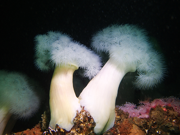 White-plumed Anemone