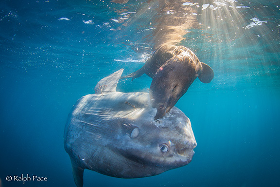 Sea Lion attacking Ocean Sunfish