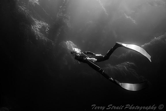 Freediver in kelp